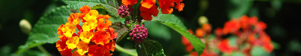 orange-yellow.jpg